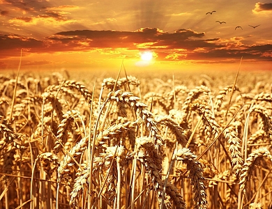 Ayudas sector agropecuario